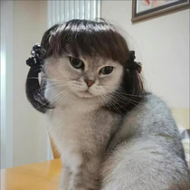 Straight for dogs Wig Dogs Exploding Head Ziliu Sea Small Braids Small Carry-on Little Red Book Hair Accessories Spot