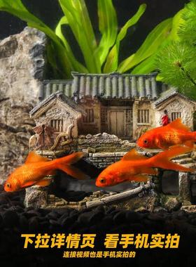 中式鱼缸摆件创意鱼虾躲避屋水族箱草缸造景装饰微景观古建筑模型