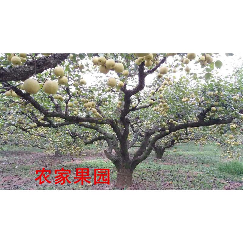 安徽正宗砀山梨酥梨汤山梨子新鲜10斤农家现摘当季水果产地直销 - 图2