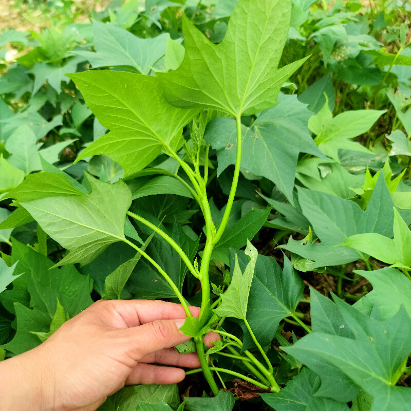 红薯叶专吃叶子地瓜叶苗种植苗蔬菜薯苗食叶型种植苗尖叶五角种苗-图1