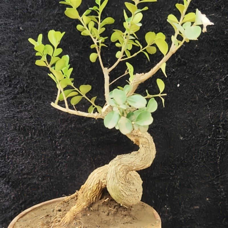 极速矮霸瓜子黄杨老桩 盆景素材树 微型盆景 掌R中宝四季长青 耐,淘宝优惠券,粉丝福利购,淘宝优惠卷