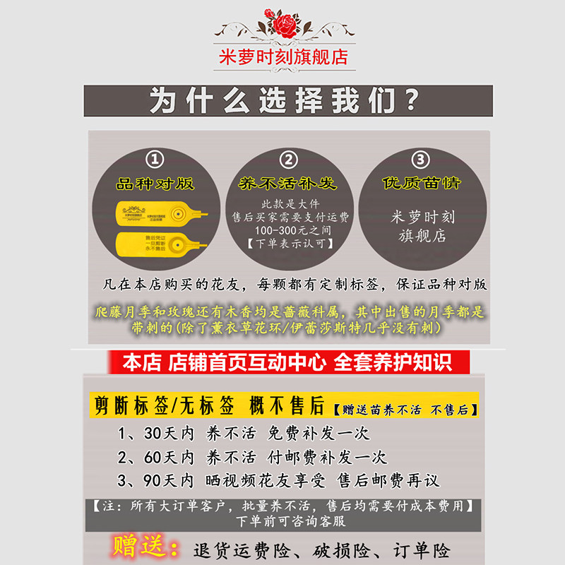 速发鲁苗红爬藤月季母本大大庭院多季蔷薇花苗藤本硕花玫瑰地栽爬,淘宝优惠券,粉丝福利购,淘宝优惠卷