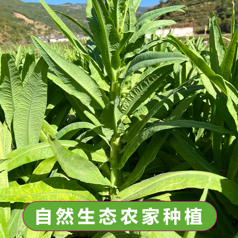 2024新苔菜特级贡菜干新货火锅专用云南下饭菜脱水蔬菜土特产干货 - 图3