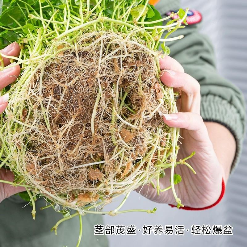 铜钱草水培植物室内外水养招财小绿植金钱草盆栽四季常青好养花卉 - 图1