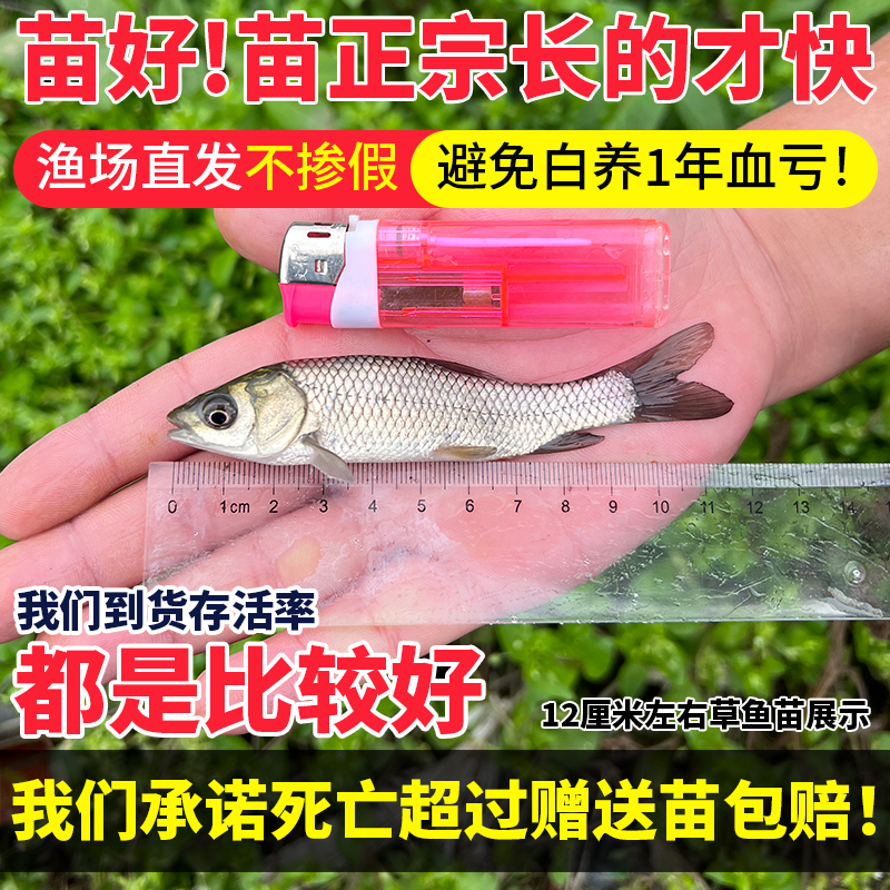 大草鱼苗淡水活体鱼苗养殖食用冷水观赏鱼小草鱼活物鱼苗好养耐活 - 图1