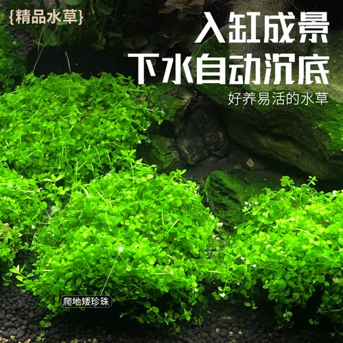 日本高珍珠坨草珍珠草水草植物鱼缸造景专用淡水培阴性前景草无菌 - 图1