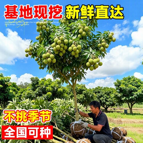 正宗观音绿荔枝树苗嫁接特大苗土球盆栽地栽南方果树当年结果庭院 - 图2