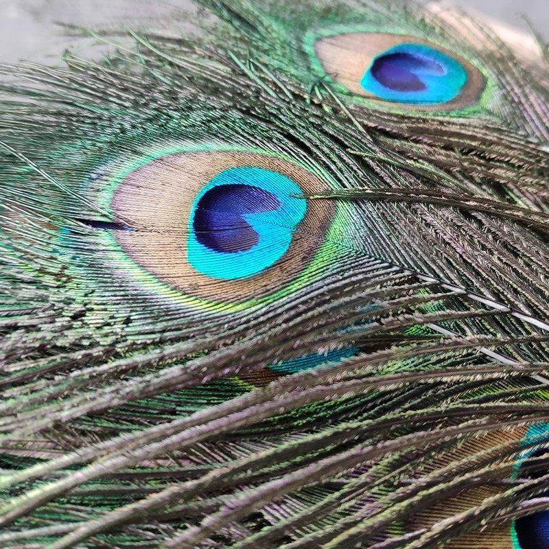 进口天然真孔雀羽毛708090CM大眼睛装饰花瓶吉祥孔雀尾孔雀羽摆件,淘宝优惠券,粉丝福利购,淘宝优惠卷