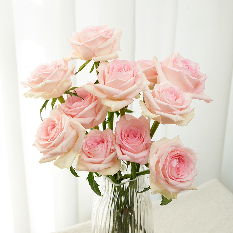 玫瑰花鲜切花顺丰次日达基地直发白粉红家庭水养用插花礼物同城批