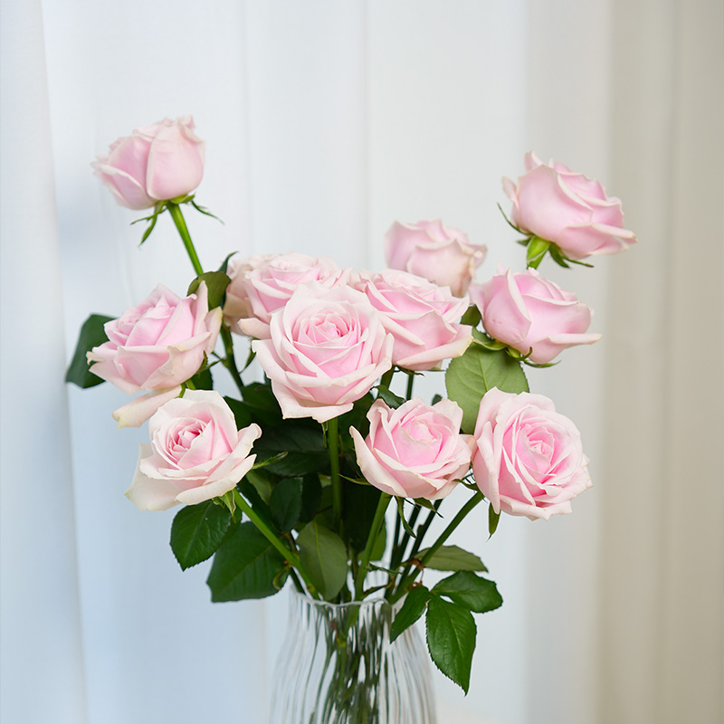 玫瑰花鲜切花顺丰次日达基地直发白粉红家庭水养用插花礼物同城批