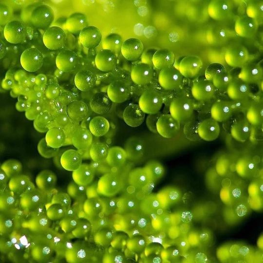 Ready-to-eat sea grapes for children, salted kelp, fresh salad, water grapes, ocean vegetables, green caviar, seaweed