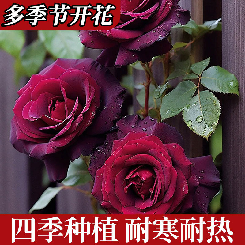黑巴克玫瑰月季花盆栽老桩大苗丝绒暗红色四季开阳台庭院花卉绿植,淘宝优惠券,粉丝福利购,淘宝优惠卷