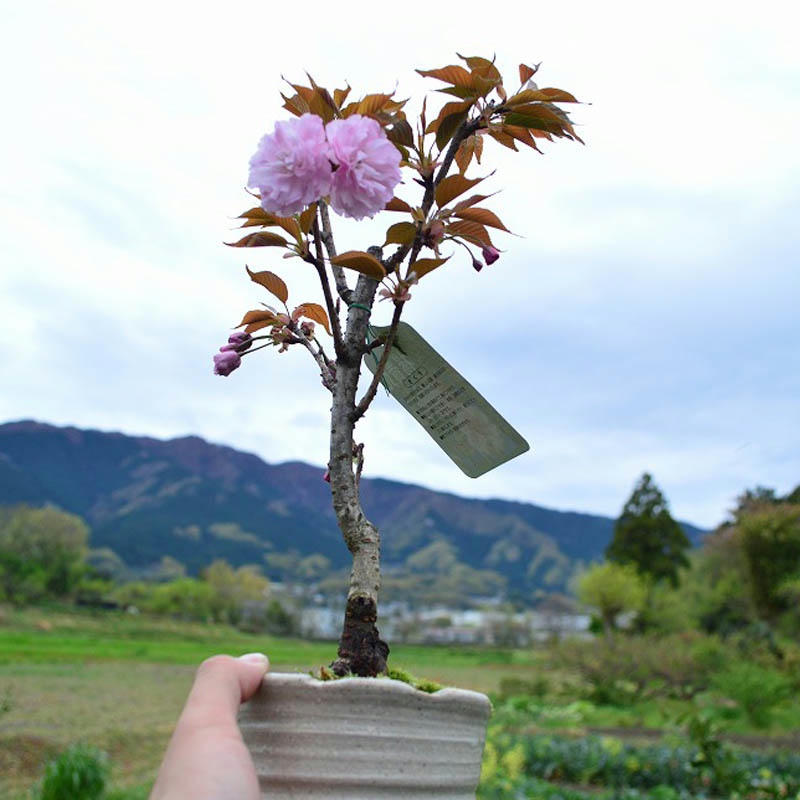 樱花树苗盆栽矮化小微盆景室内外桌面迷你花卉绿植物阳台办公室花 - 图2