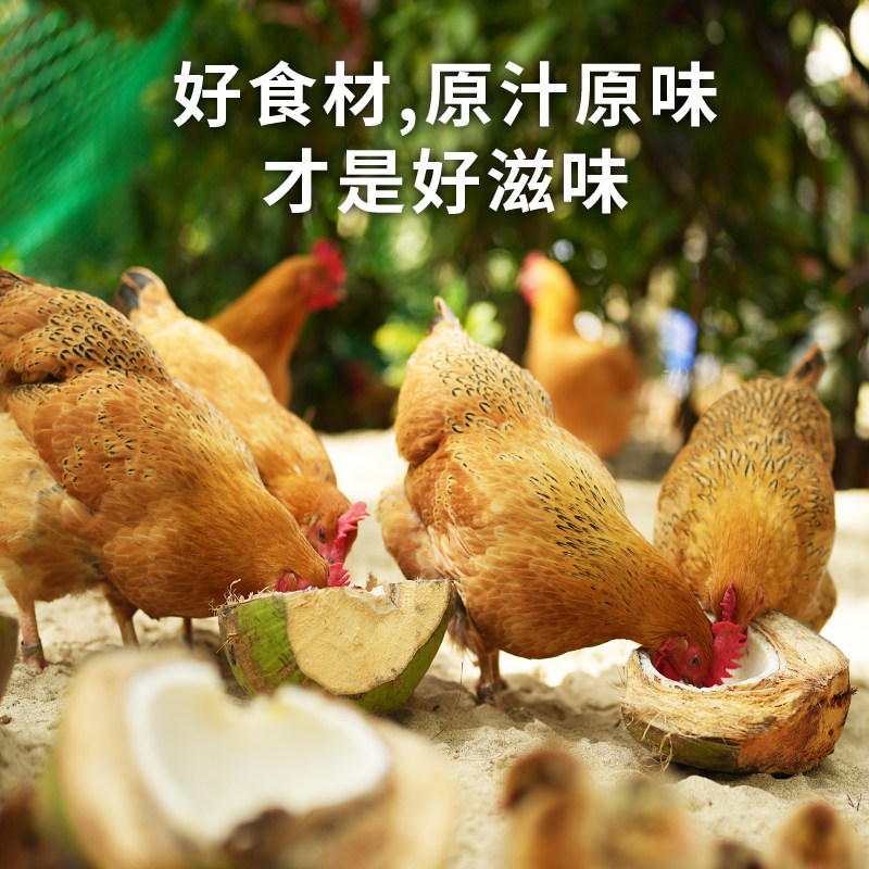 正宗传统喂养/吃椰子长大的文昌鸡/生鲜整鸡/椰林散养/原产地发货,淘宝优惠券,粉丝福利购,淘宝优惠卷