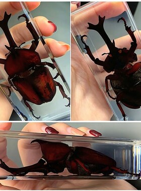 极速真实树脂昆i虫标本真虫甲虫蜘蛛锹甲天牛蝎子螳螂蜥蜴琥珀标