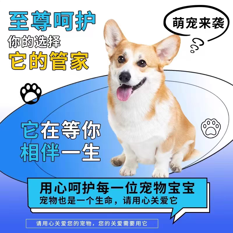 【佛山犬舍】西高地白梗幼犬纯种狗狗白色小狗活物家养宠物小型犬