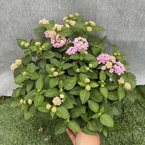 五色梅花卉盆栽庭院花园植物马缨丹耐热耐晒花开不断花期长易爆盆 - 图1