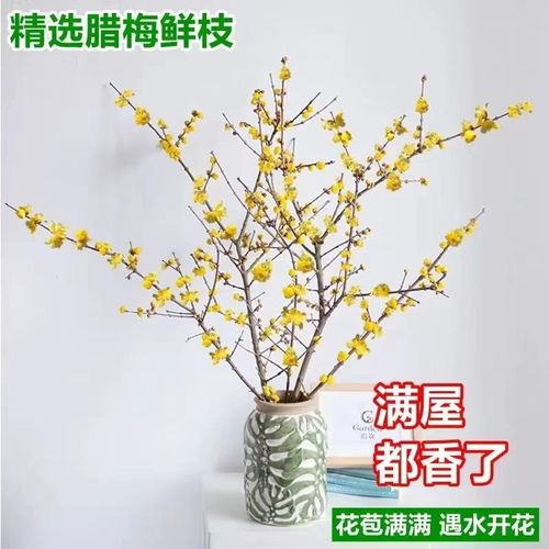 速发水培植物腊梅鲜切花干李雪柳水养花满屋卉香珍珠枝花飘花束水 - 图2