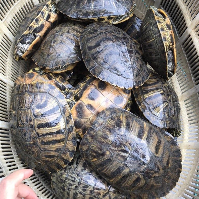 极速巴西红耳龟宠物龟大小招财乌龟活物活体观赏龟公W母情侣水族,淘宝优惠券,粉丝福利购,淘宝优惠卷