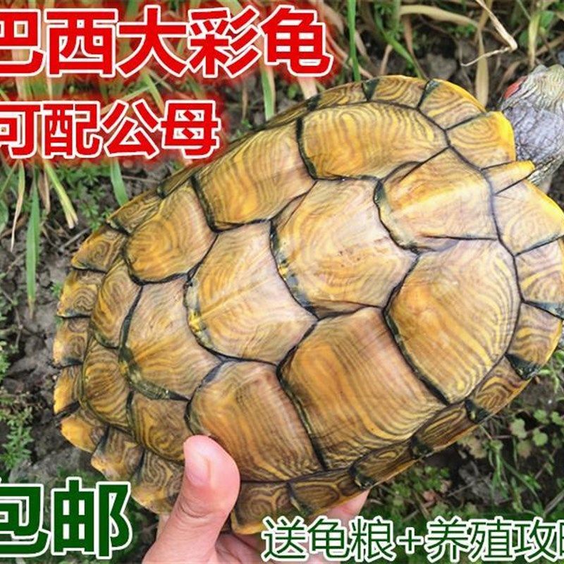 极速巴西红耳龟宠物龟大小招财乌龟活物活体观赏龟公W母情侣水族,淘宝优惠券,粉丝福利购,淘宝优惠卷
