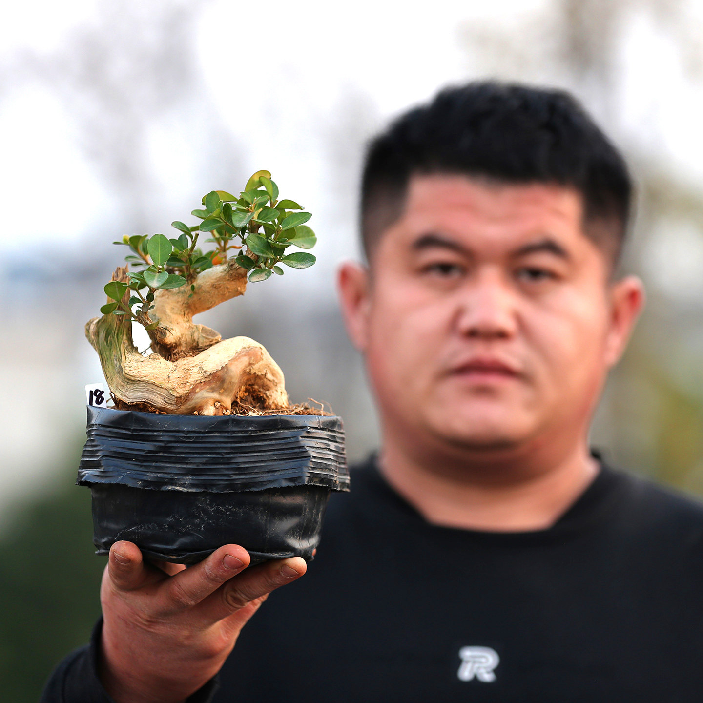 高端白皮瓜子黄杨造型盆景盆栽精品名贵黄杨树矮霸盆景大老桩客厅,淘宝优惠券,粉丝福利购,淘宝优惠卷