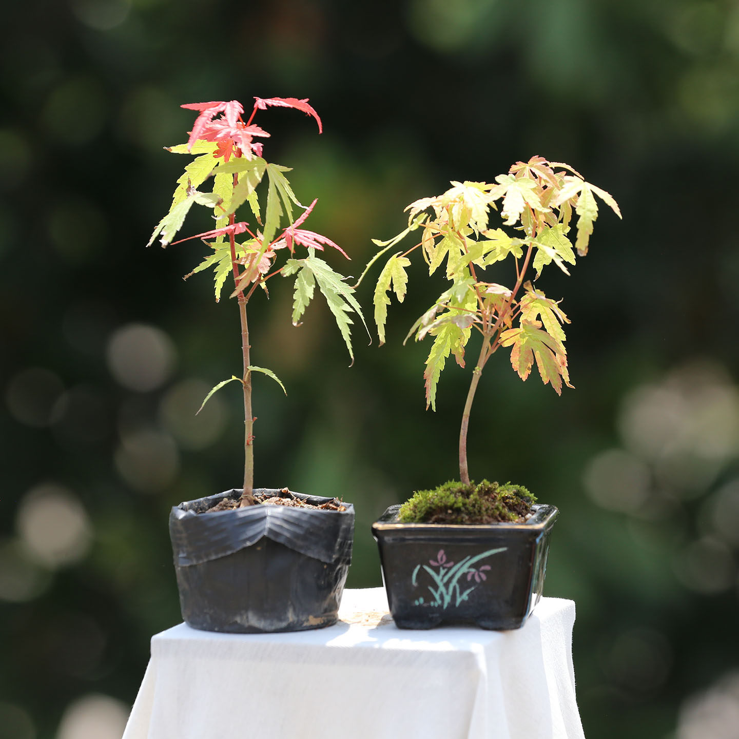 进口原生山红叶小品盆栽微型盆景鸡爪槭盆景创意盆栽枫树观叶植物,淘宝优惠券,粉丝福利购,淘宝优惠卷