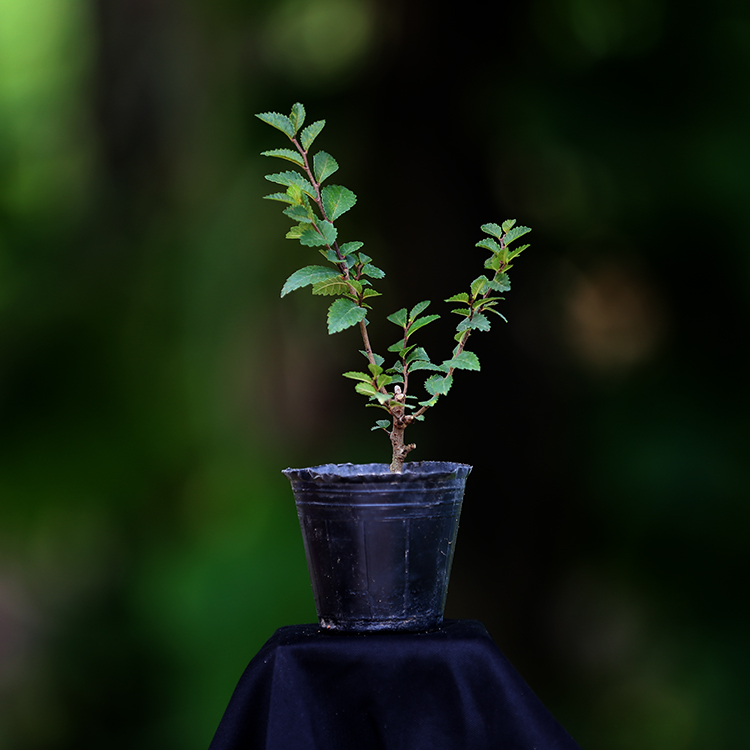 新品稀有日本进口荒皮榆榉扦插苗爆皮榆树小苗素材微型盆景造型苗 - 图0