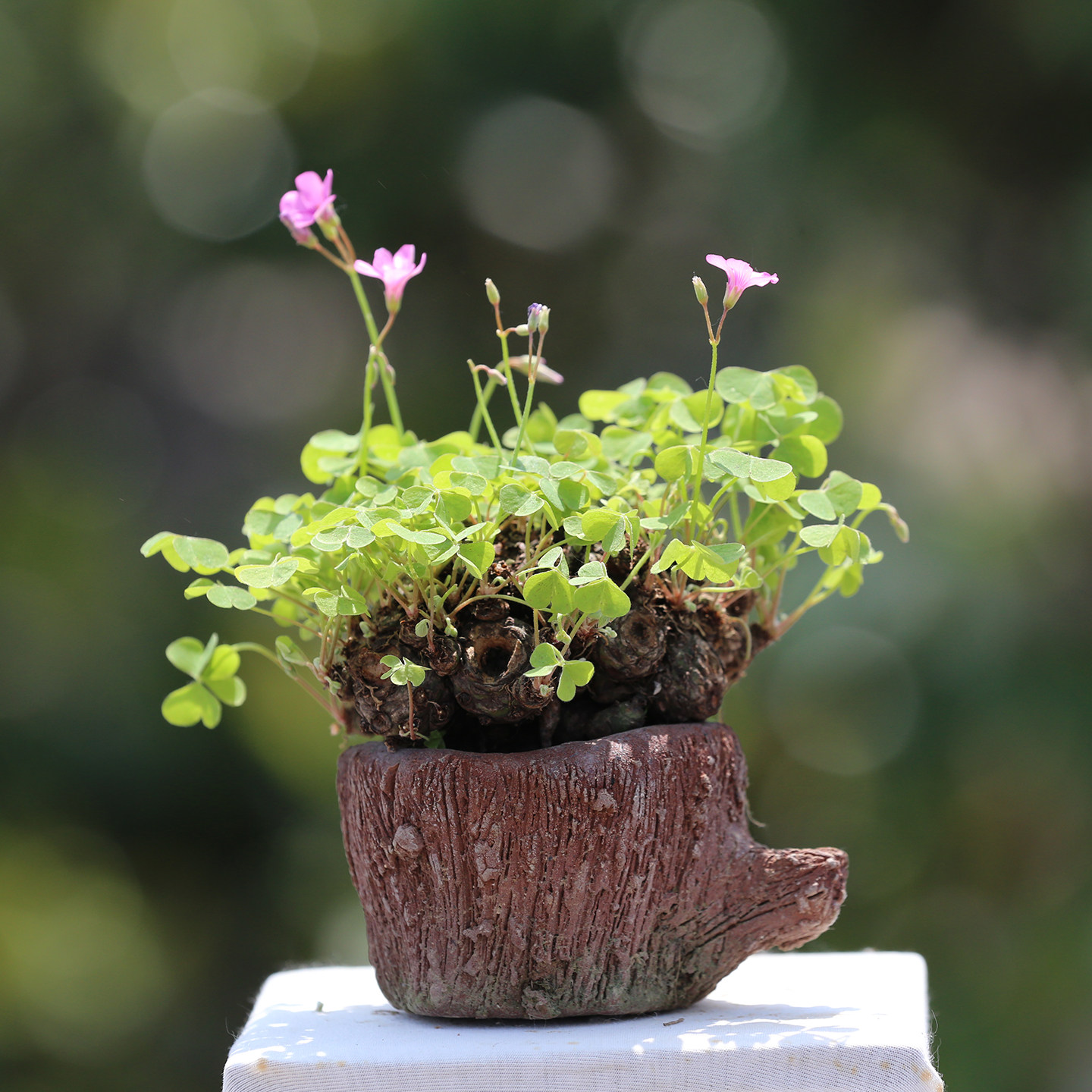 三叶草老桩盆景盆栽红花酢浆草种球多年生幸运草掌上微型拇指盆景,淘宝优惠券,粉丝福利购,淘宝优惠卷