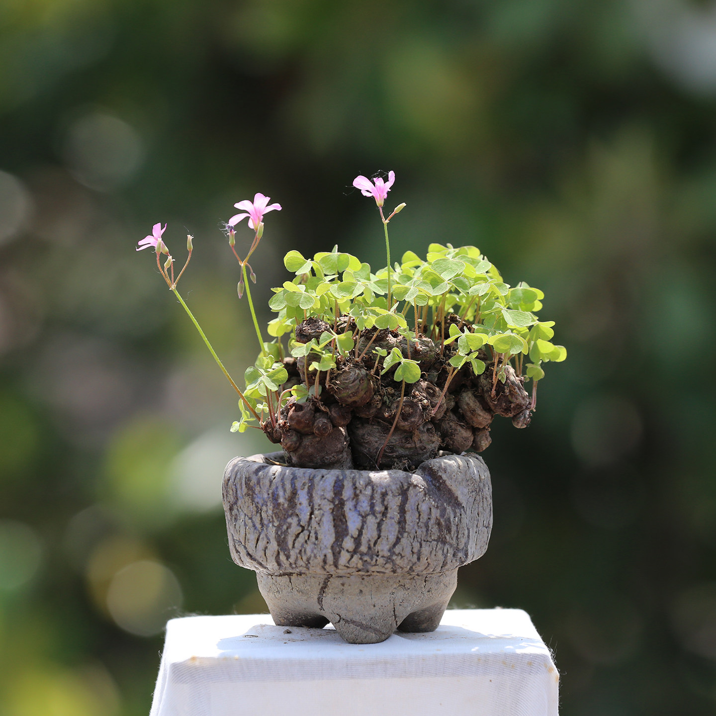三叶草老桩盆景盆栽红花酢浆草种球多年生幸运草掌上微型拇指盆景,淘宝优惠券,粉丝福利购,淘宝优惠卷