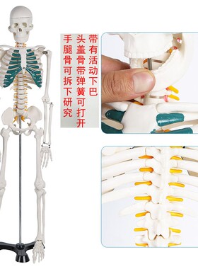 新品骷髅模型人体骨骼模型 20CM可拆卸全身人体骨架小椎Z间盘 医
