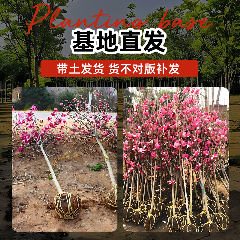 广玉兰树苗耐寒大型地栽室外庭院玉兰花室内盆栽黄白紫玉兰花树苗 - 图0