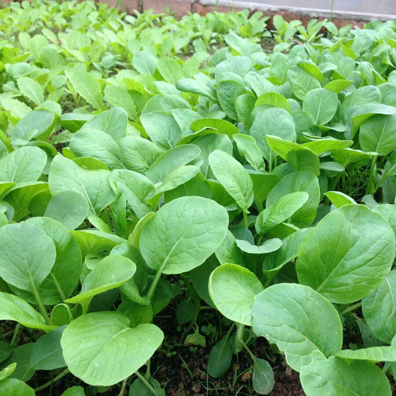 鸡毛菜种子四季大全种小白菜孑青菜上海油菜青速生阳台蔬菜种子籽 - 图0