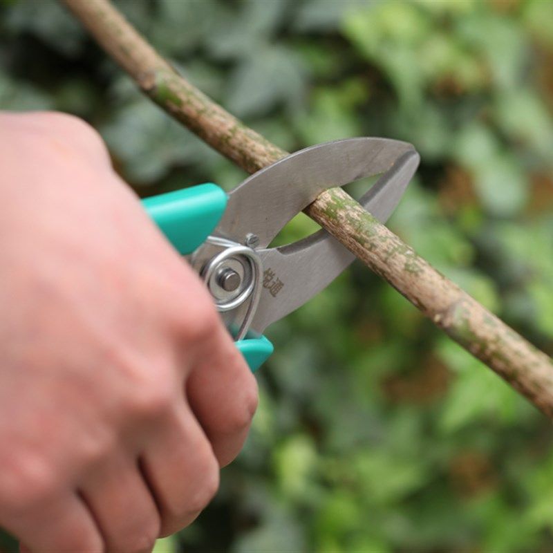 环割剪刀 环切刀/环枝剪/葡萄环剥剪 扒树皮刀/环枝剪/环割刀,淘宝优惠券,粉丝福利购,淘宝优惠卷