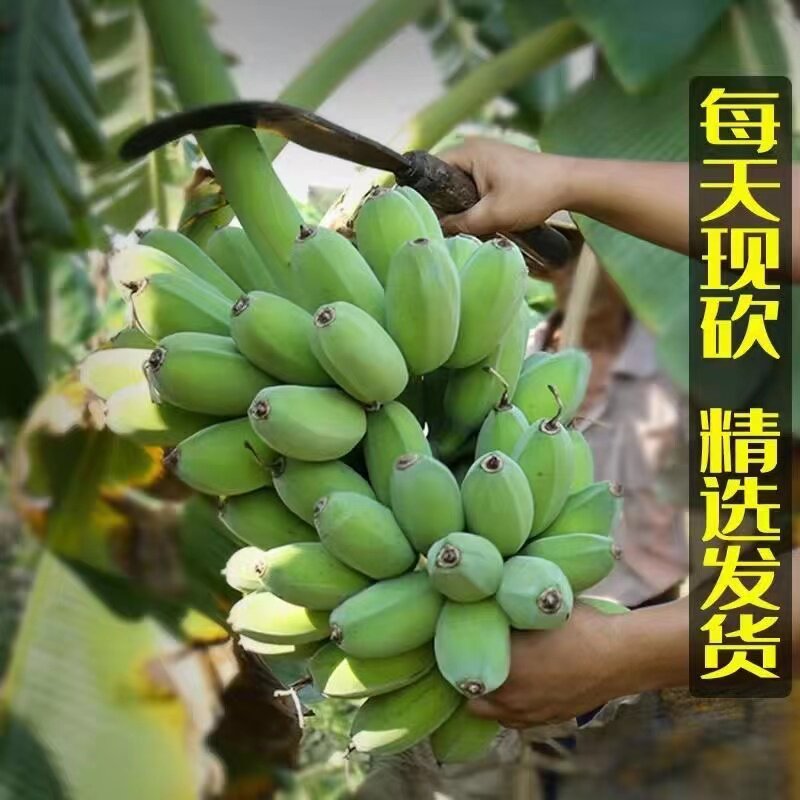 正宗广西小米蕉香蕉新鲜10斤水果整箱当季小香蕉粉蕉自然熟苹果蕉