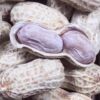New Longyan specialty boiled, sun-dried and salted peanuts