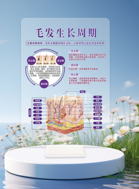 毛发生长周期装饰摆件知识讲解