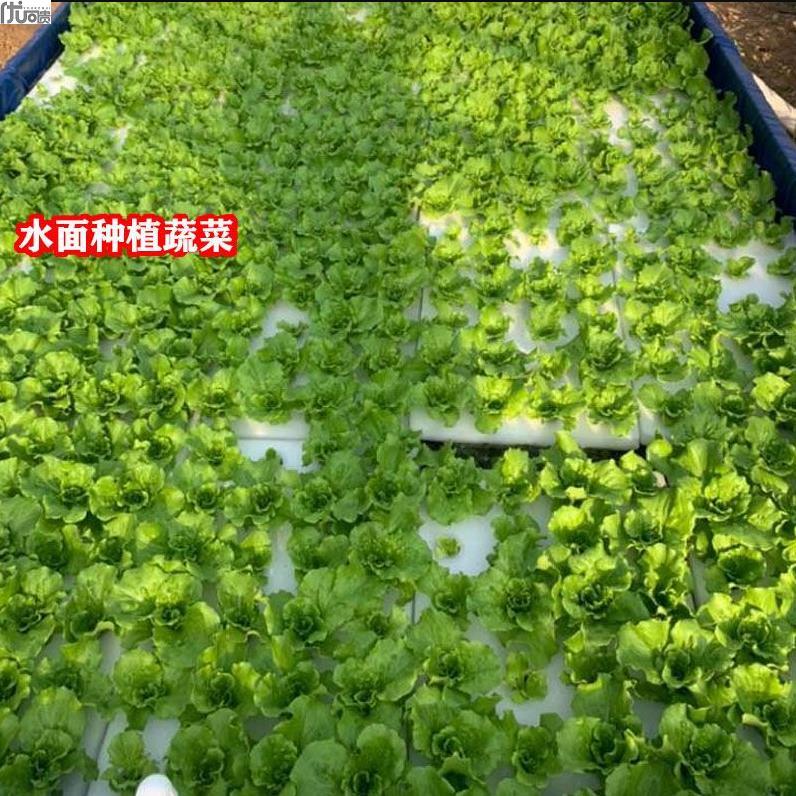 稻蔬菜种植浮板水培漂浮板水定植种菜湖面水池水槽种菜用漂浮板材