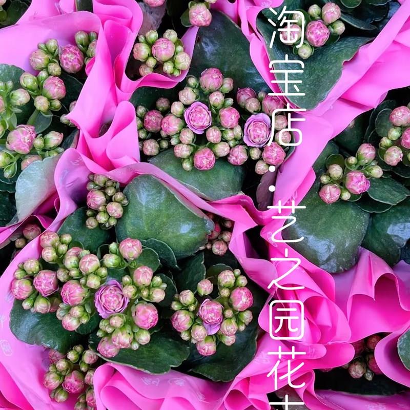 里斯本长寿花盆栽k带花苞稀有少量重瓣大花朵花型独特花瓣紧-图1