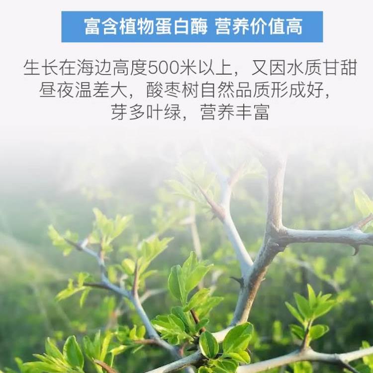 酸枣芽茶2024年新茶正宗新鲜嫩芽旗舰店安神睡眠茶炒野生酸枣叶茶