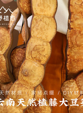 云南精品大豆荚天然植物装饰