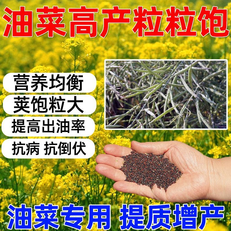 油菜高产粒粒饱防逆抗病籽粒饱满出油率高提质增产油菜专用叶面肥 - 图2