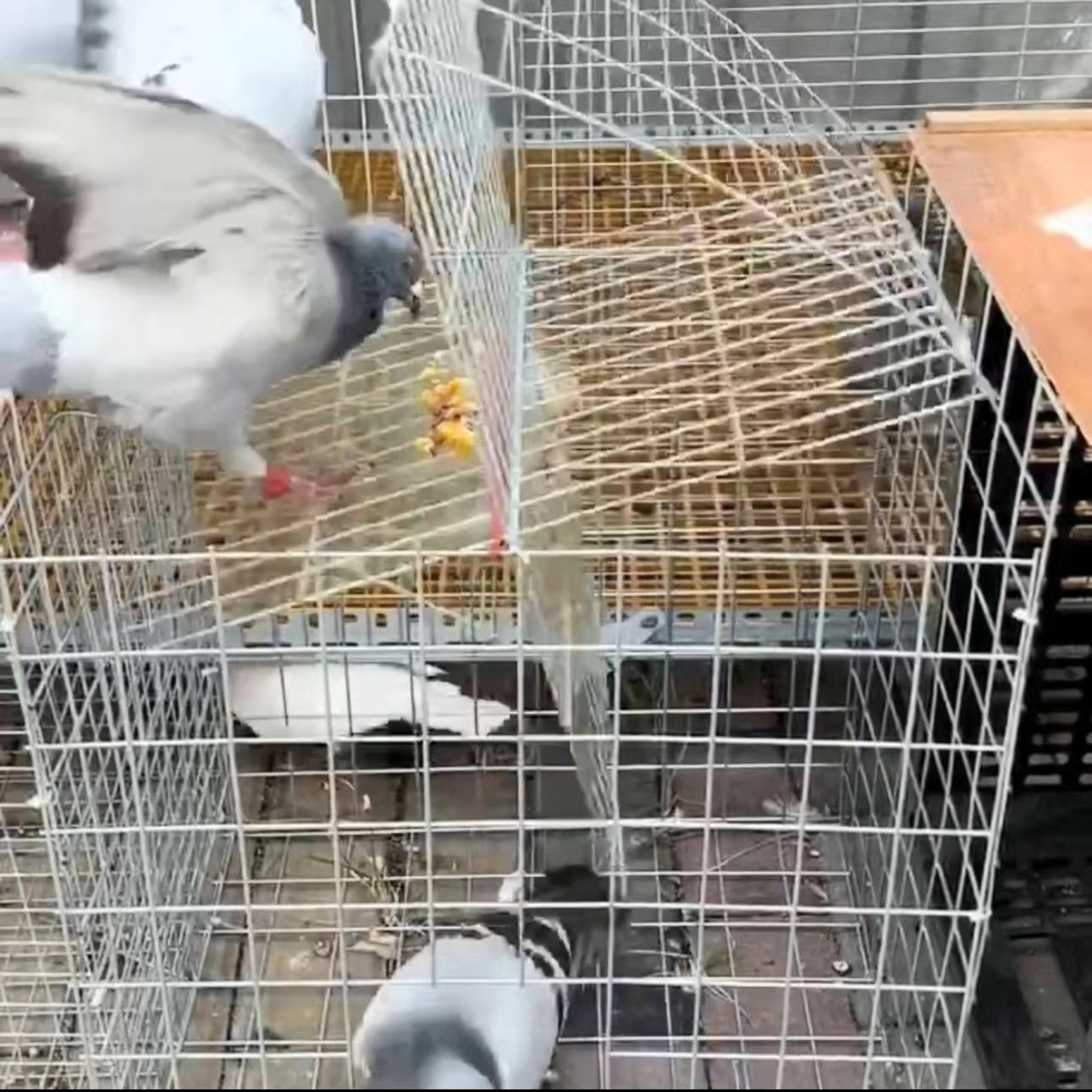 天落笼鸽子笼只进不出自动翻转鸽子活络撞门笼鸽子笼房顶鸽子神器