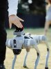 Customized Yushu Go2pro air series Yunshengchu intelligent robot dog head proposal ring box customization