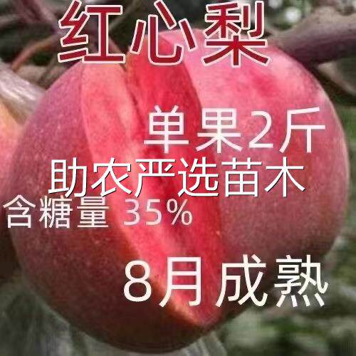 梨树果苗嫁接新品种红肉梨树苗红梨树苗梨树活苗南北方种植梨树果 - 图0