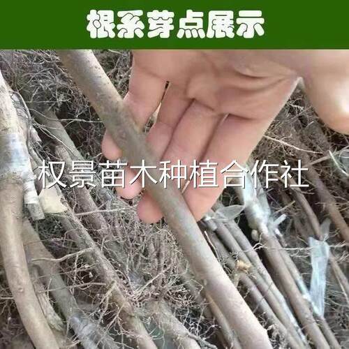 嫁接中华巨柿子树苗新品种大果超甜南方北方抗寒盆栽地栽庭院种植 - 图0