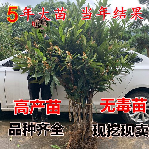 大五星枇杷苗树盆栽地栽特大南北方种植当年结果嫁接白沙枇杷树苗 - 图1