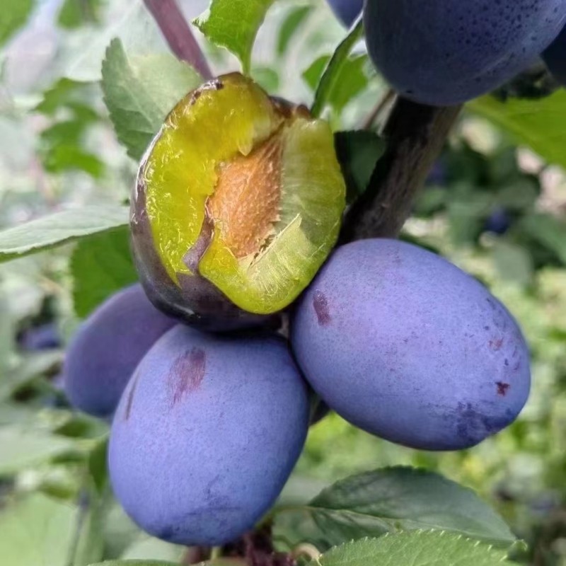 西梅果树苗南北方种植盆地栽嫁接苗当年结果红西梅李子苗水果果苗,淘宝优惠券,粉丝福利购,淘宝优惠卷