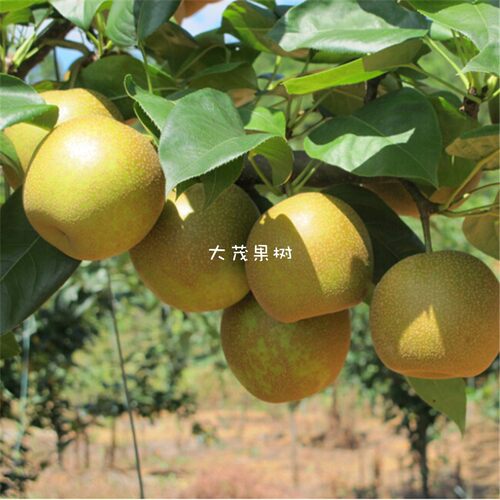 翠冠梨树苗早熟蜜梨六月雪梨苗脆冠梨子果苗嫁接南方种植当年结果 - 图0
