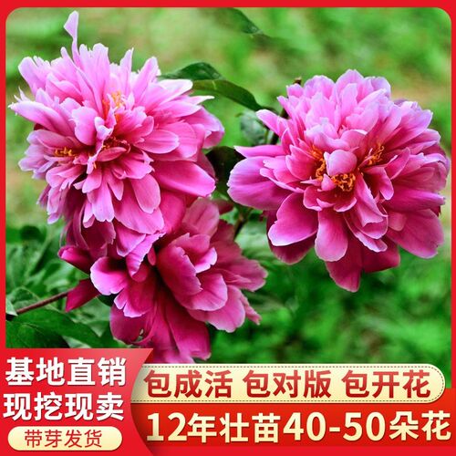 芍药花苗庭院花卉四季开花易活芍药根块带芽室内盆栽室外阳台植物 - 图0