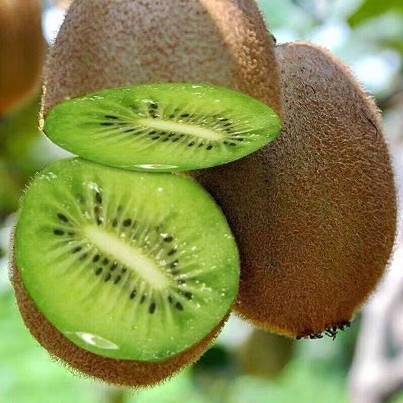 正宗浙江衢州江山徐香猕猴桃官方旗舰店当季新鲜水果甜绿心5斤大 - 图1